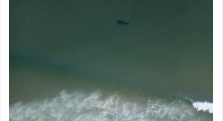 麻州度假胜地惊现150多只大白鲨 海滩被迫关闭