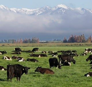 聯合國剛剛發布氣候報告 少吃牛肉可助減緩全球變暖