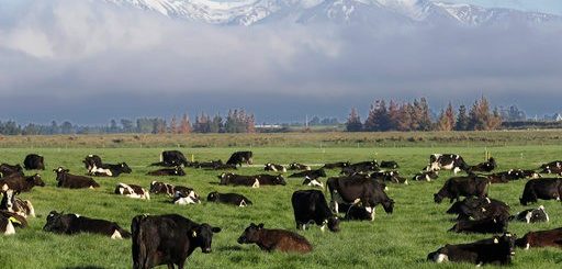 联合国刚刚发布气候报告 少吃牛肉可助减缓全球变暖