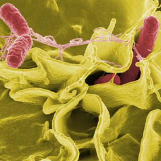 CDC警告部分沙門氏菌生抗藥性可致命 烹煮牛肉要這麼做