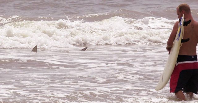 佛州這片海灘一天內有3人遭鯊魚咬傷