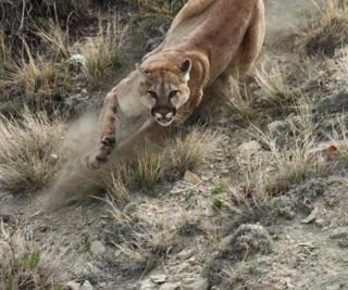 美洲獅尾隨威脅慢跑者 當局搜尋四天後將其撲殺
