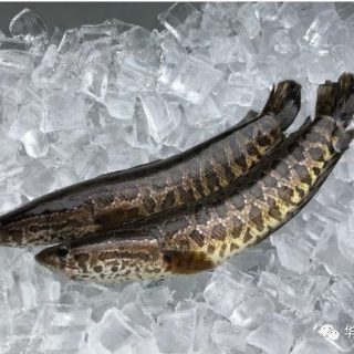 立刻斬殺！中國魚類入侵美國，喬治亞州官員急哭了