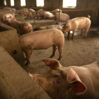 瘟疫致世界豬肉供應緊張 美國肉價罕見走高