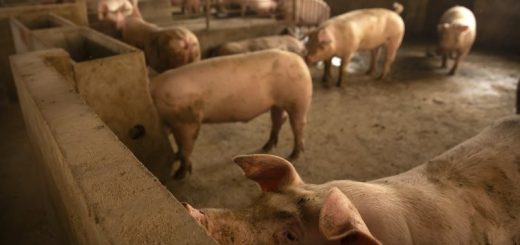 瘟疫致世界猪肉供应紧张 美国肉价罕见走高