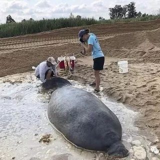 巨海牛搁浅美国海滩，人力难搬动重1000磅动物，用推土机救助