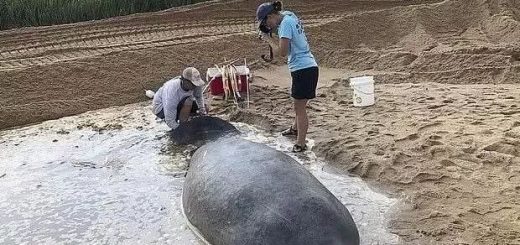 巨海牛搁浅美国海滩，人力难搬动重1000磅动物，用推土机救助