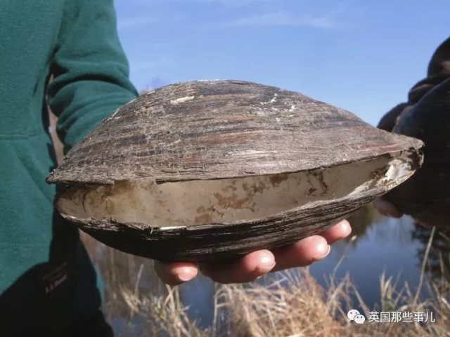 中國河蚌跑到美國池塘差點造成入侵災難…這大蛤蜊居然這麼霸道？