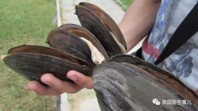 中国河蚌跑到美国池塘差点造成入侵灾难…这大蛤蜊居然这么霸道？