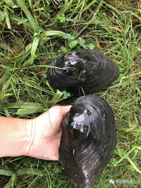 中国河蚌跑到美国池塘差点造成入侵灾难…这大蛤蜊居然这么霸道？