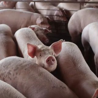美國數百萬頭豬將被安樂死，Costco等多家超市限購肉類！