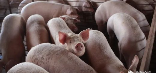 美国数百万头猪将被安乐死，Costco等多家超市限购肉类！