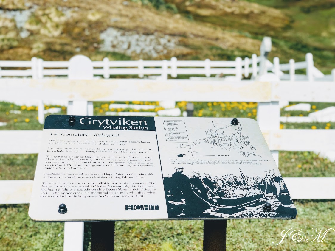 世界风情 南极之恋8 Grytviken 登陆 初见王企鹅 由若敏发表 文学城