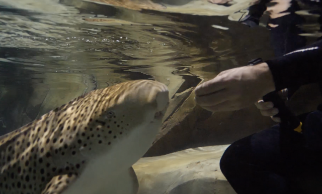 与大型鲨鱼共舞 没错 这是佐治亚水族馆推出的新项目 你们敢去吗 亚特兰大生活网