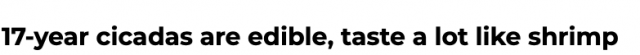 百亿“17年蝉”破土席卷美国多州，美国仁终于决定用吃解决！然而...巧克力蝉？？？