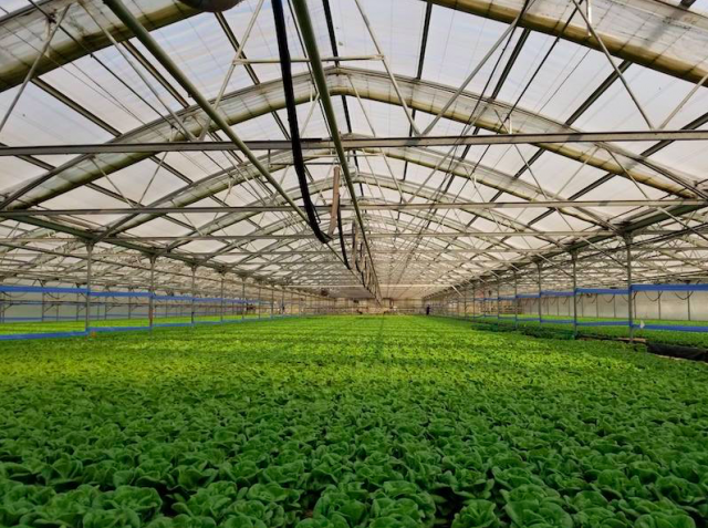 投资1,800万美元！温室农业公司Pete’s计划在佐治亚州设立其美国东部首家室内农场！