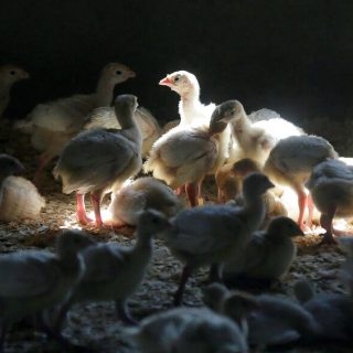 鸡蛋、鸡肉要涨价了！多州现禽流感病例，最大肉类加工厂也中招