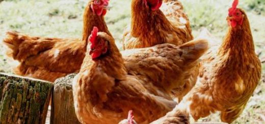 美国禽流感爆发，佐州这些规定和措施你要知道！