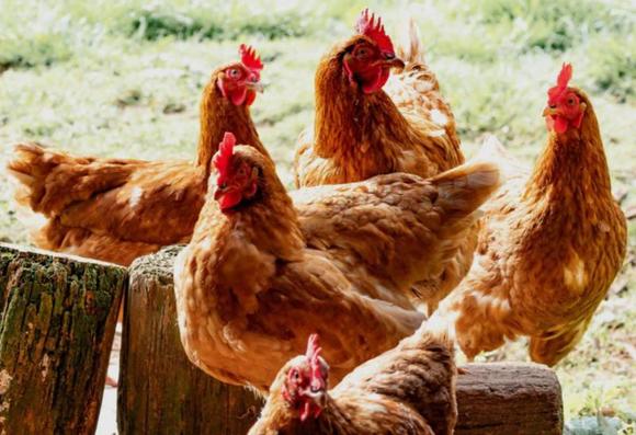 美國禽流感爆發，佐州這些規定和措施你要知道！