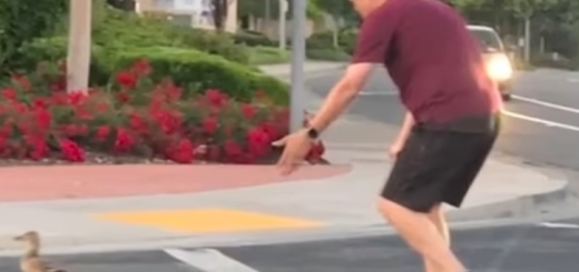 悲劇! 男子帶小鴨子過馬路被撞飛 孩子目睹 華裔妻子傷心欲絕!